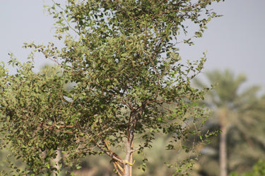 Ziziphus Spina Christi - Sidr Tree